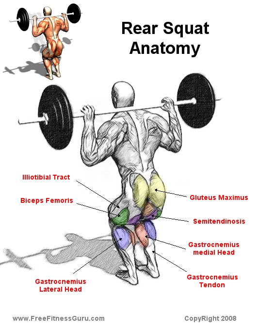 What Muscles Do Squats Work Diagram